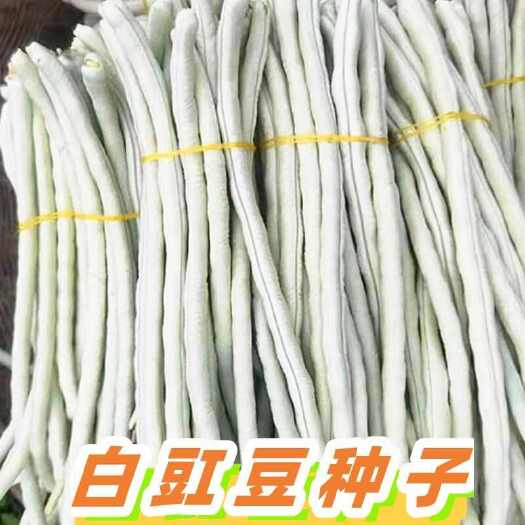 白豇豆种子白露豇粗胖豇豆种子长白豆角豇豆种籽四川春夏季蔬菜孑