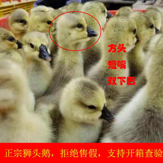 建湖县盐城市建湖县优质狮头鹅苗供货禽畜肉蛋生鲜产地直发