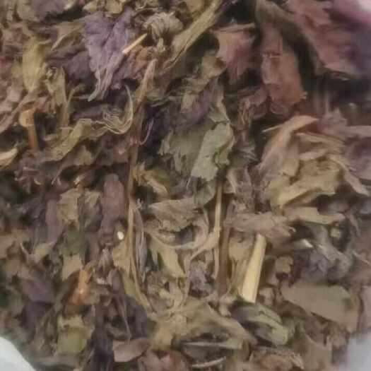 博罗县紫苏干
