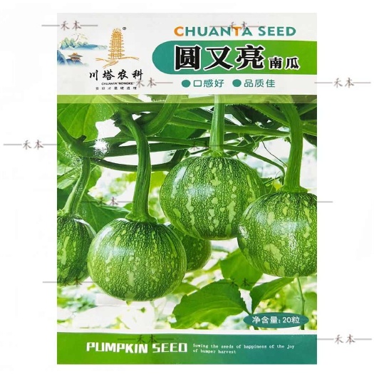 长沙川塔 圆又亮南瓜种子 白绿色带花斑嫩南瓜 小南瓜种子