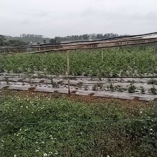 种植土地代青苗出租转让