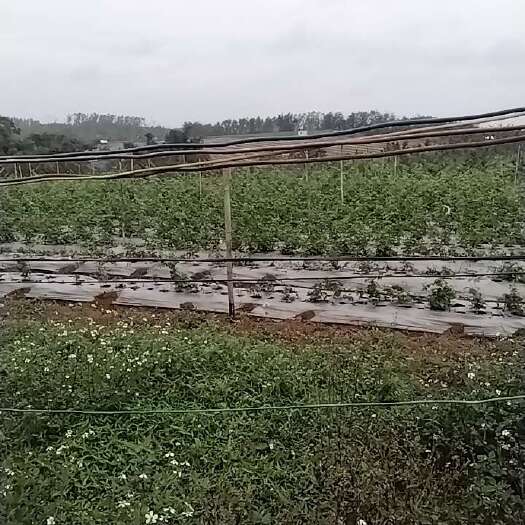 定安县种植土地代青苗出租转让