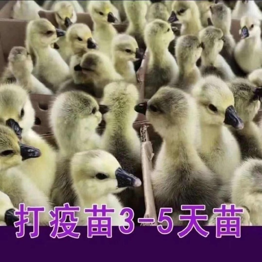 建湖县江苏盐城建湖灰鹅苗新鲜直供农户自养健康肉鹅苗批发