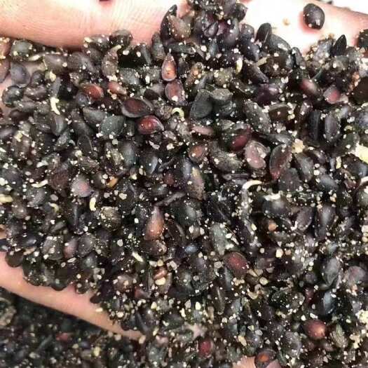 泰安催芽杜梨种子，梨树种子，山梨种子产地供应