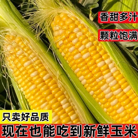 广西广东黄金水果玉米1/2/3/5/9斤一件代发整箱包邮批发