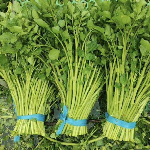佛山大叶豆瓣菜 价格￼优惠