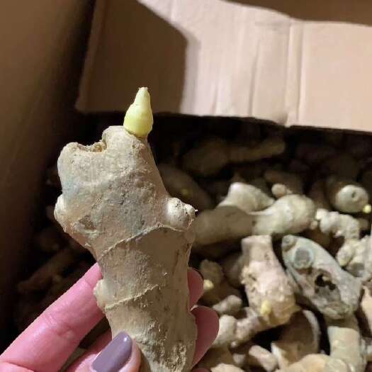 昌乐县姜种大量供应 品种齐全 亩产两万斤全程辅导管理 包回收