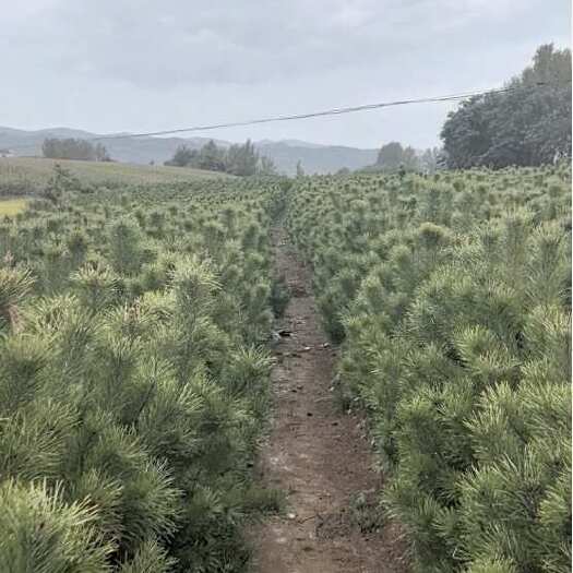 柳河县樟子松杯苗2+3年生，18×18黑胶杯，80-120厘米