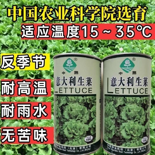沭阳县意大利生菜种子生菜种籽 中蔬耐抽苔耐湿耐热耐寒四季蔬菜生菜籽