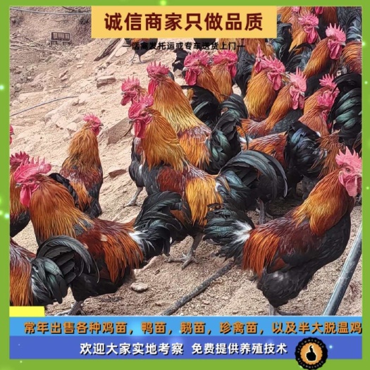 衡阳土鸡苗  热销本地青脚血毛瑶鸡苗红公鸡苗黑瑶鸡苗红瑶鸡苗活体