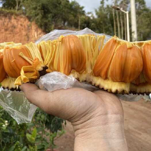 灵山县印尼红菠萝蜜嫁接苗 榴莲香味红肉菠萝蜜