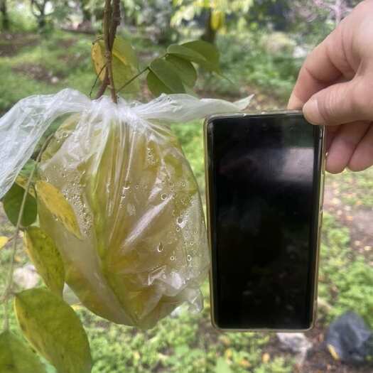广州新鲜应季岭南水果——广州增城树熟甜杨桃