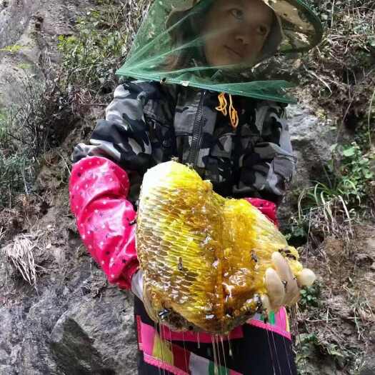 勐腊县版纳野生树挂蜜