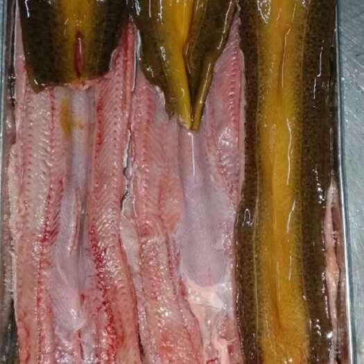 厦门孟加拉黄鳝，口感好，冰鲜