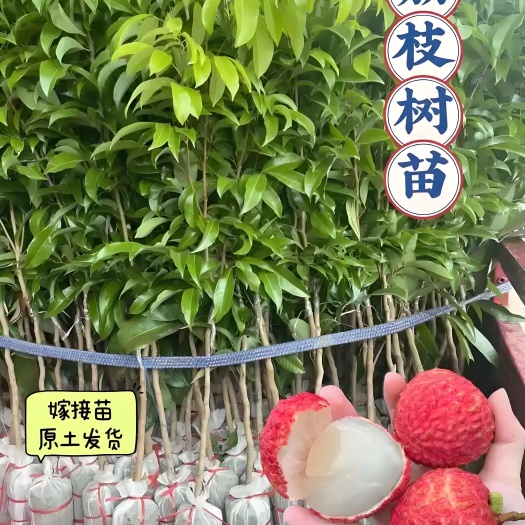 灵山县￼ ￼ 广西灵山优质无核荔枝苗 强壮种苗 包发货 易种植