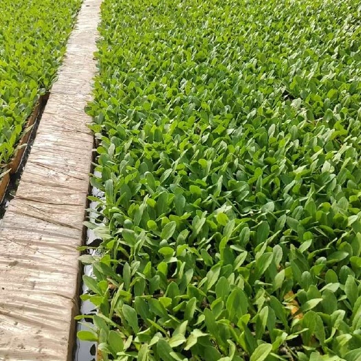 嵩明县油麦菜苗，
