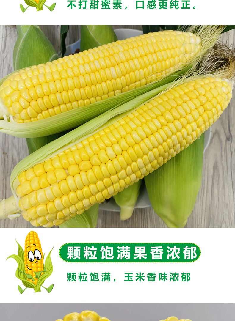 广西广东黄金水果玉米1/2/3/5/9斤一件代发整箱包邮批发