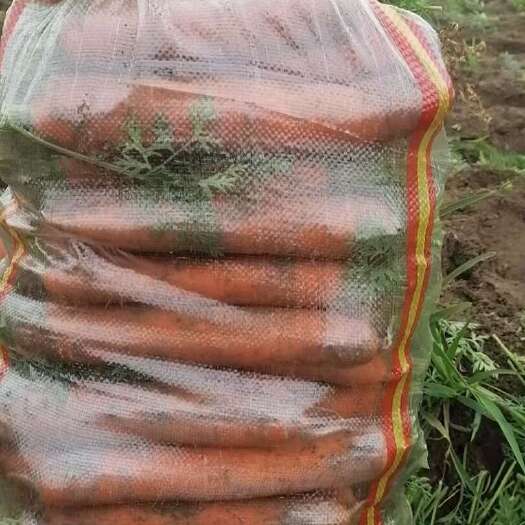 开封河南开封胡萝卜大量上市货源充足，萝卜光滑，条形美丽，现挖现打
