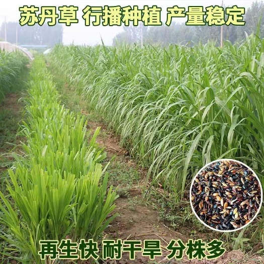长沙预包装苏丹草种子 湖南长沙发货 专业林木种子经营