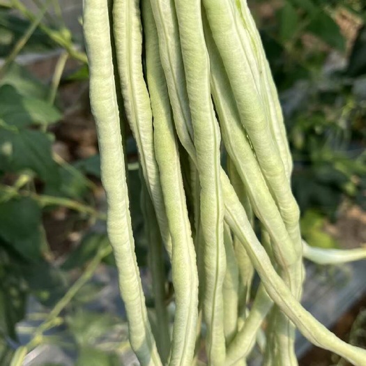 精品白豆角，产地直发大量供应各大市场 商超 学校 食堂
