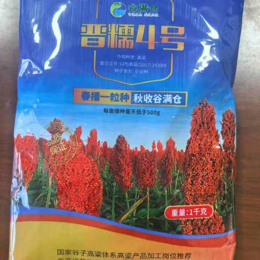 永济市晋糯四号高粱种子 杂交品种杆粗抗倒伏产量高 高粱出酒高耐蒸煮