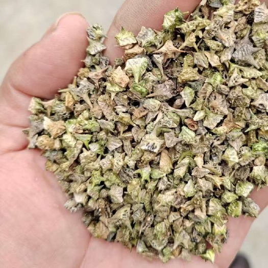 古浪县大量收购蒺藜