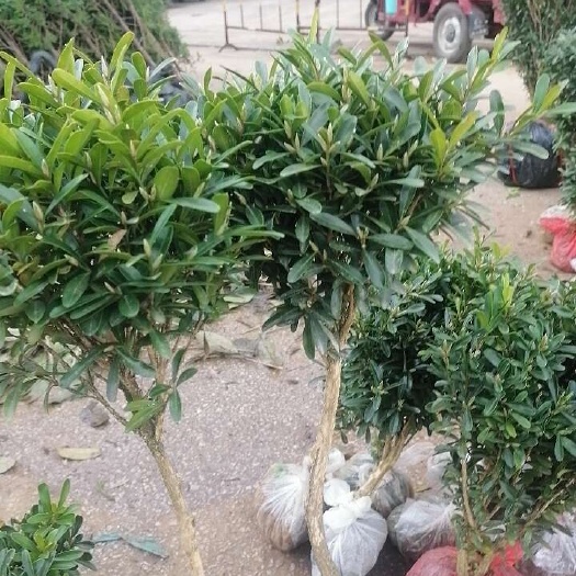 阳朔县雀舌黄杨