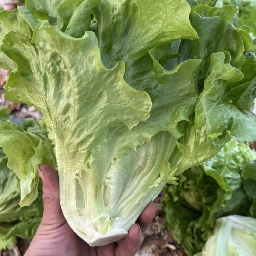 精品生菜，产地直发大量供应各大市场 商超 学校 食堂