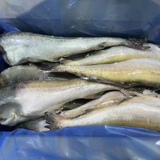 庄河市单冻鳕鱼  明太鱼