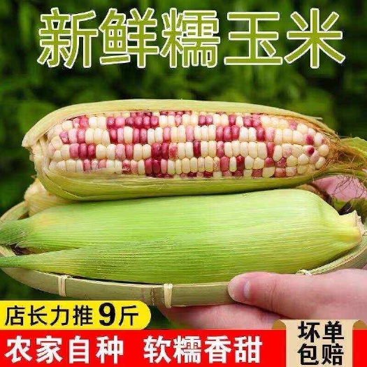 浦北县广西广东新鲜花糯玉米现摘1/2/3/5/9斤代发整箱批发包邮