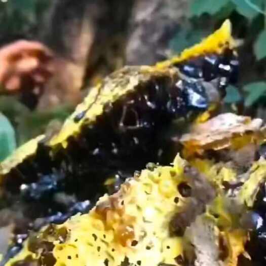 勐腊县版纳野生米团花黑蜂蜜
