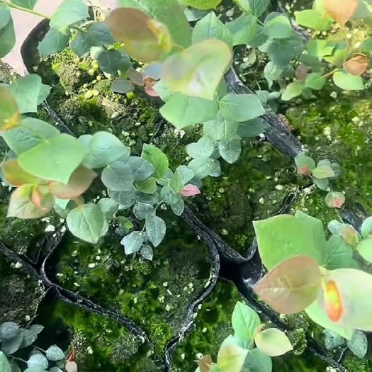 肥城市蓝莓苗