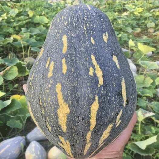 佛山香芋南瓜小量上市价格小贵  ￼合适￼的老板欢迎打扰￼￼
