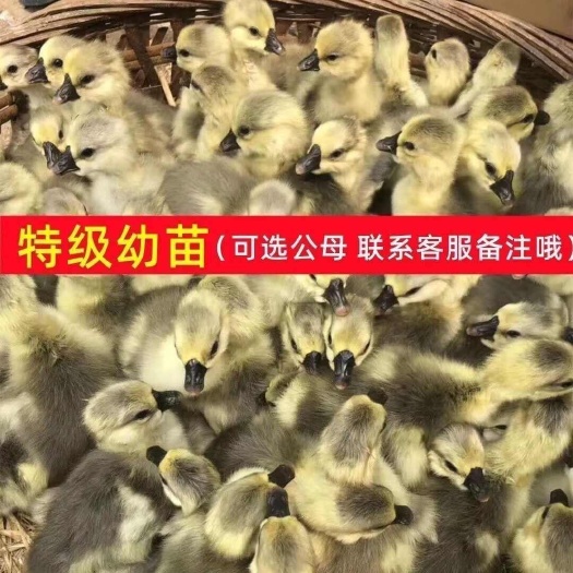 建湖县优质灰鹅苗健康活泼适合养殖江苏盐城发货禽畜苗圃直供鹅苗