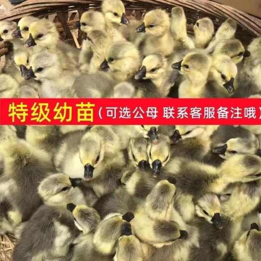 建湖县建湖县优质灰鹅苗健康活泼适合养殖江苏盐城发货禽畜苗圃直供鹅苗