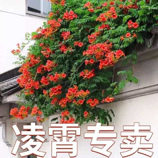 美国凌霄花苗爬藤攀援植物耐寒耐旱庭院阳台带花四季盆栽喇叭花苗