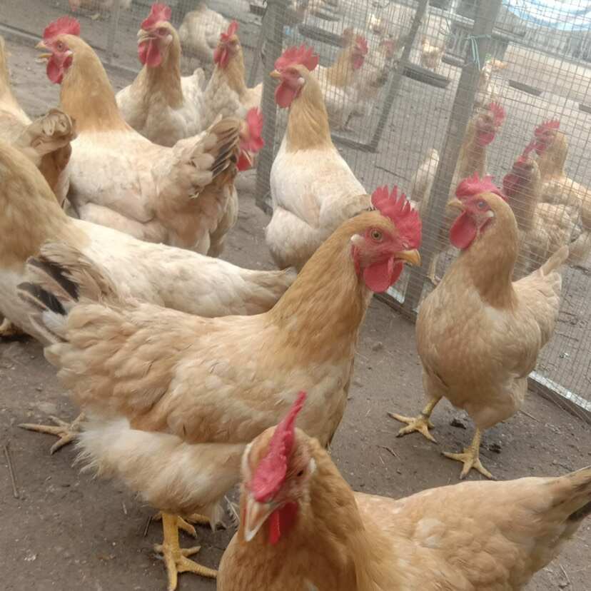 黄土鸡苗三黄鸡活苗出壳做疫苗量大优惠厂家直销
