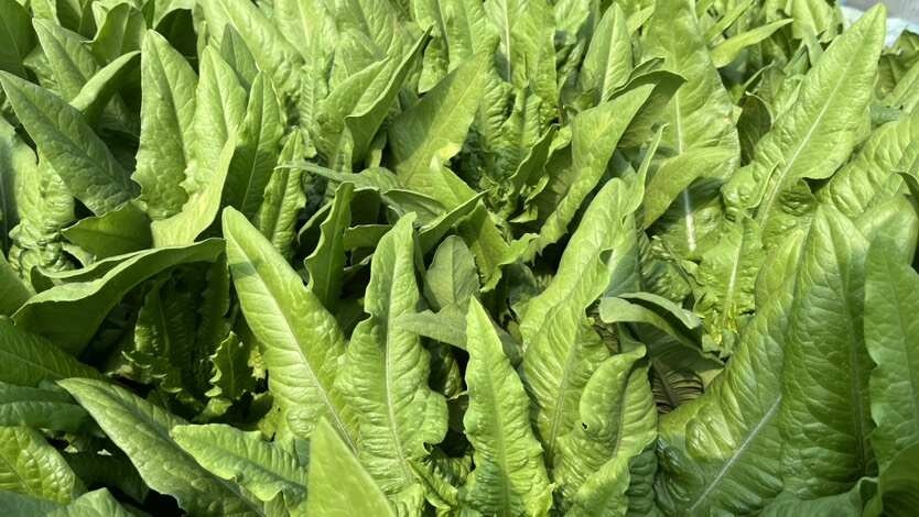 精品油麦菜，产地直发大量供应，各大市场 商超 学校 食堂，
