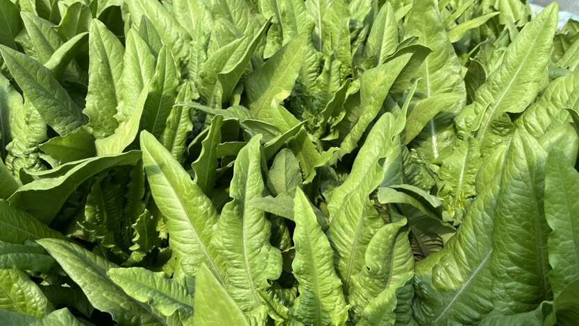 武汉精品油麦菜，产地直发大量供应，各大市场 商超 学校 食堂，