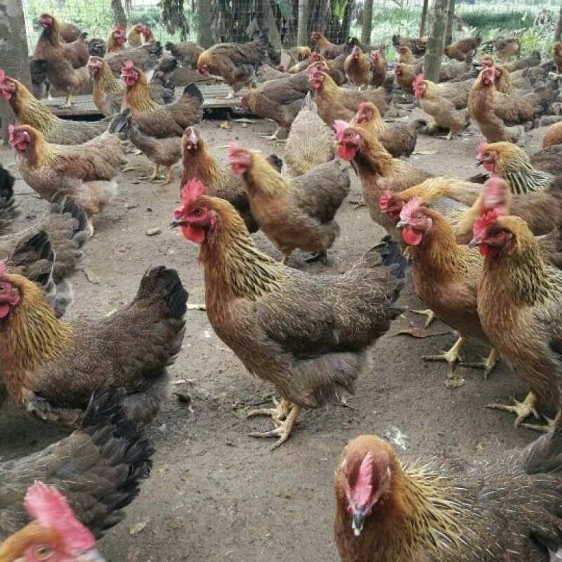 衡阳清远麻鸡苗广西清远鸡活苗土鸡苗品种好好养活免费提供养殖技术