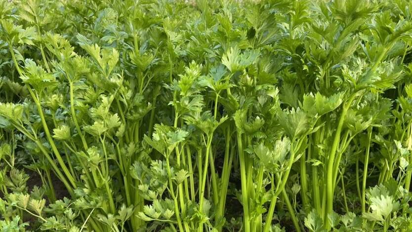 精品芹菜，产地直发大量供应各大市场 商超 学校 食堂