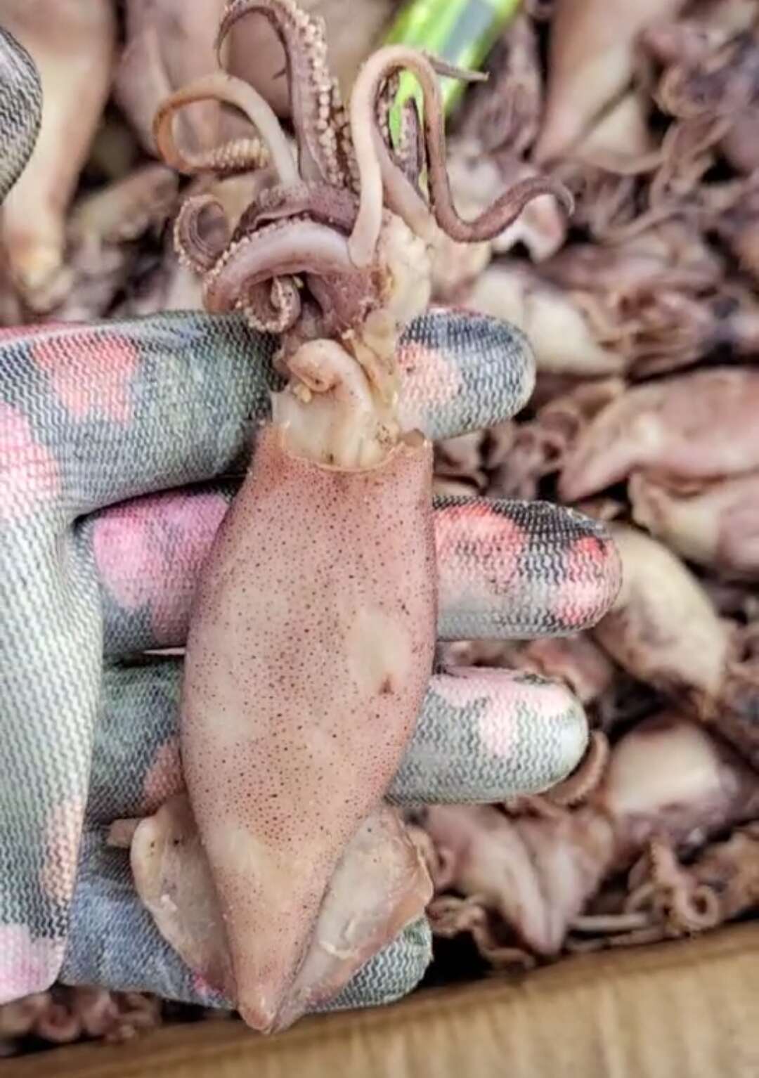 滨州大个海兔子，熟冻品！辣炒做汤麻辣捞汁都好吃！产地直发无差价