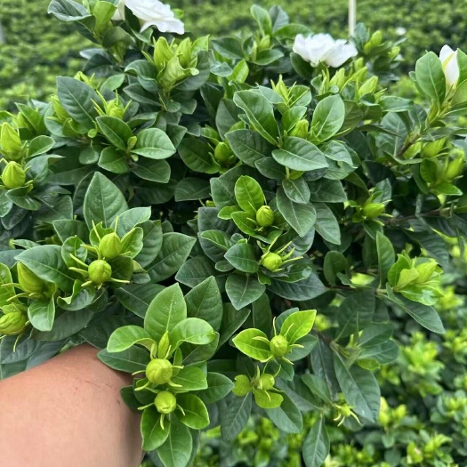 160杯栀子花基地直销