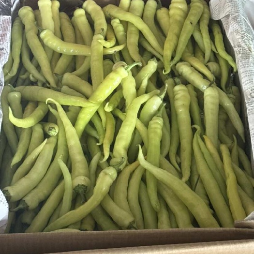 衢州之江农业现采现摘的白椒