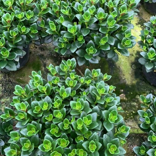 漳平市龙岩漳平优质花金鱼吊兰盆栽苗木花草批发零售