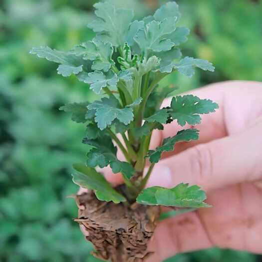 新沂市带根菊花苗