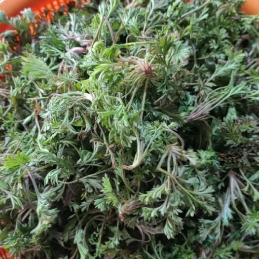 华阴市陕西秦岭山白蒿