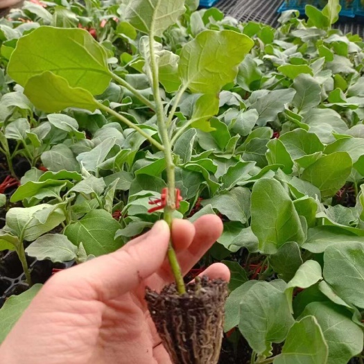 普宁市新鲜茄子苗 批发销售 蔬菜种植好帮手