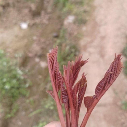 重庆市红油香椿头茬现货，一天500斤左右