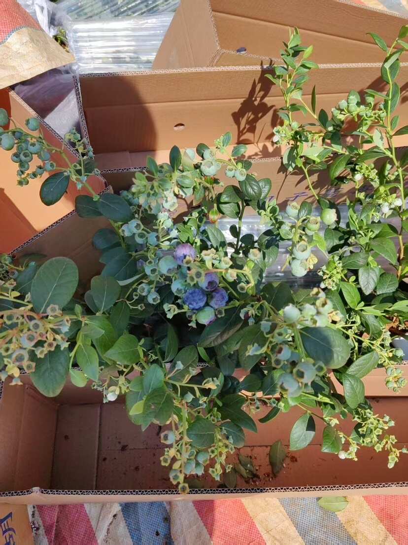 蓝莓苗 带花带果 60-80公分 到家就能存活 大量有货